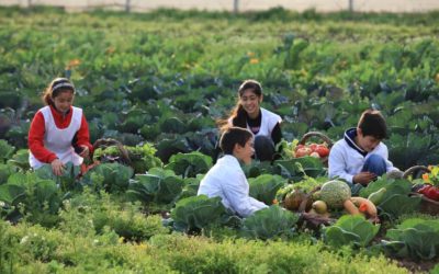 Huerta Niño se suma al Día Mundial de la Alimentación