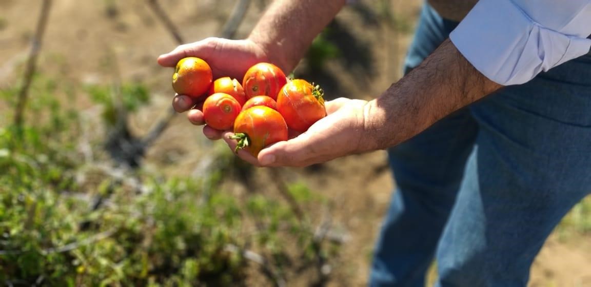 Tomates de la Huerta