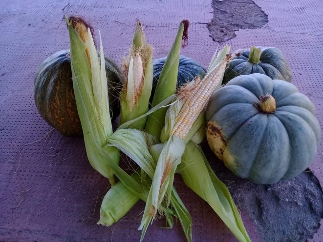 ¡Aprovechá las verduras de otoño y probá estas recetas!