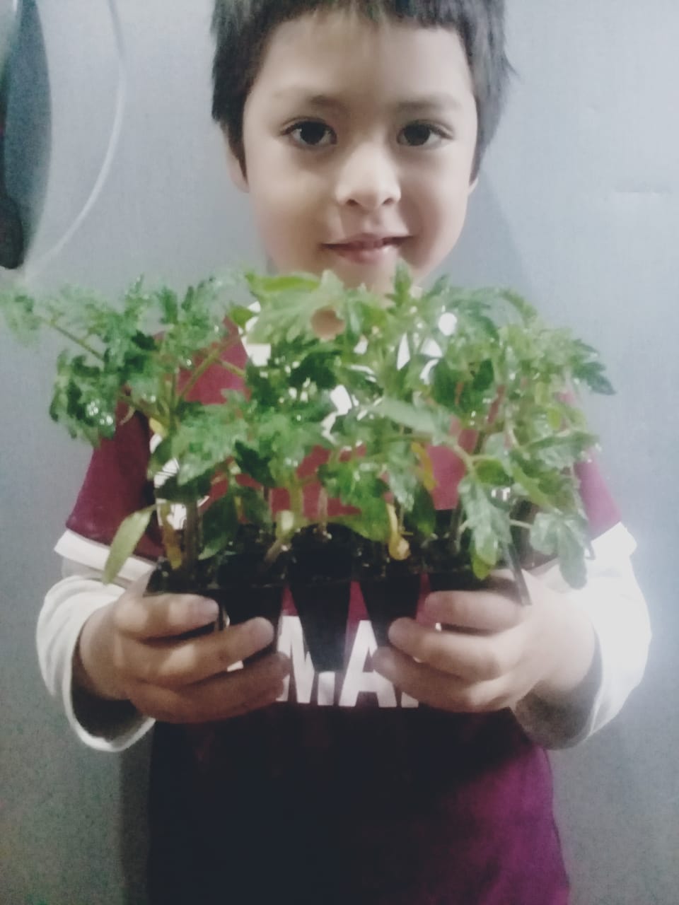 Niño con plantines