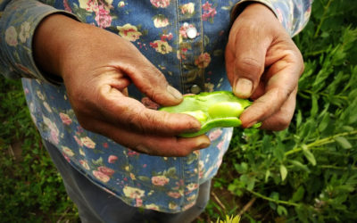 ¡Te contamos cómo conseguir semillas de tu huerta!