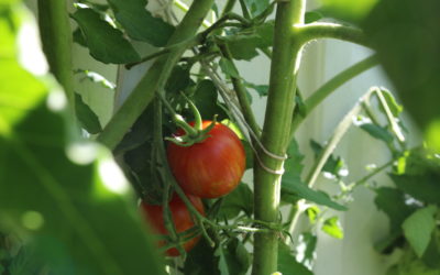 Cuidados para la huerta en verano: el sol y el agua