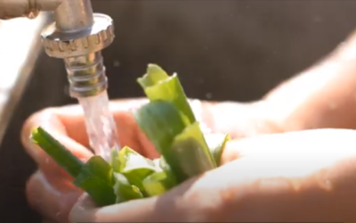 ¿Cómo sanitizar tus frutas y verduras?