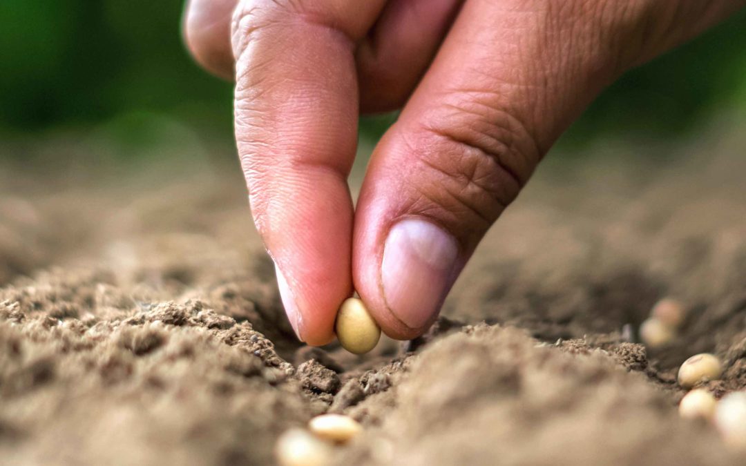 La Inocuidad Alimentaria y su importancia para una buena alimentación