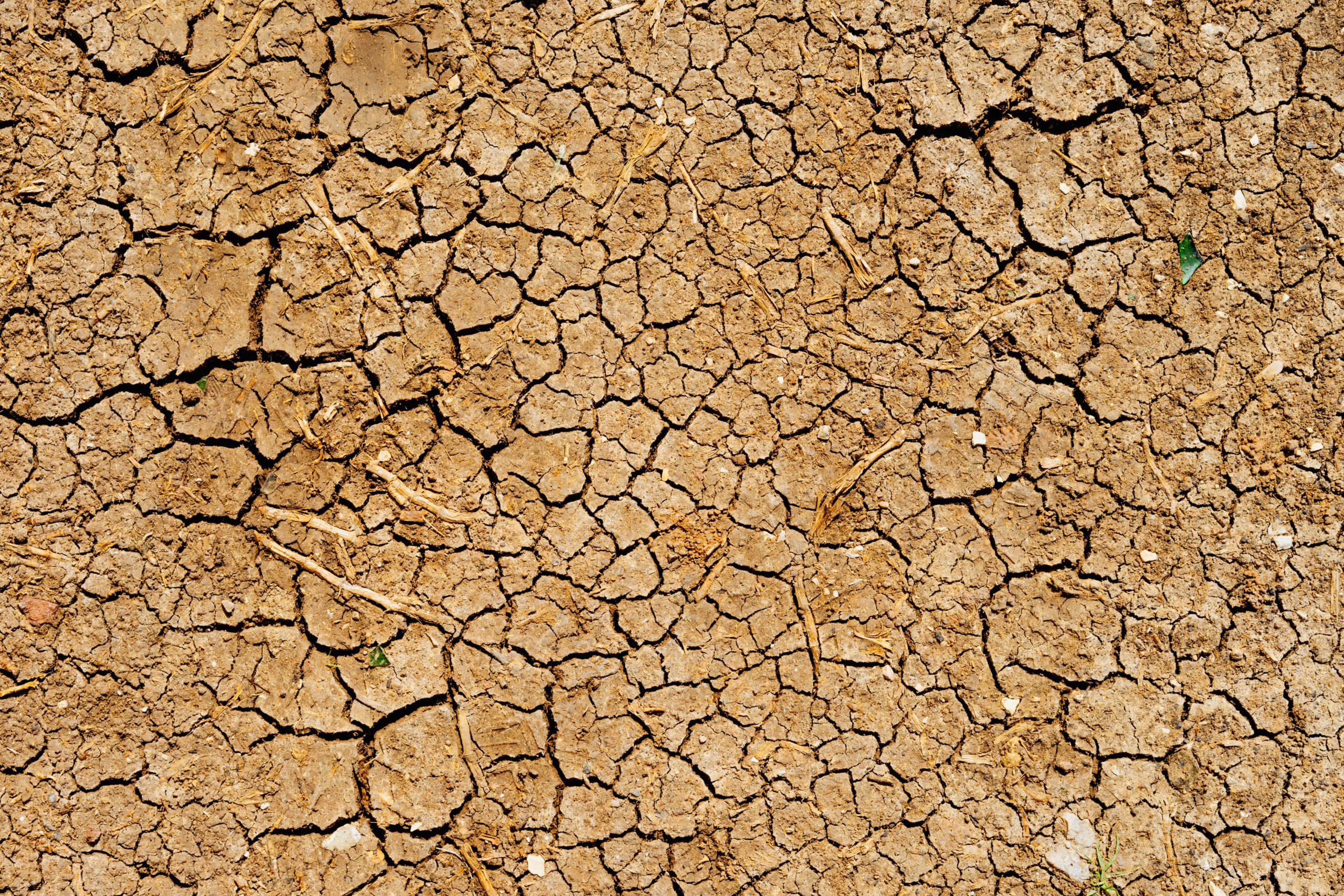 En Argentina, el 70% de los suelos está en proceso de desertificación