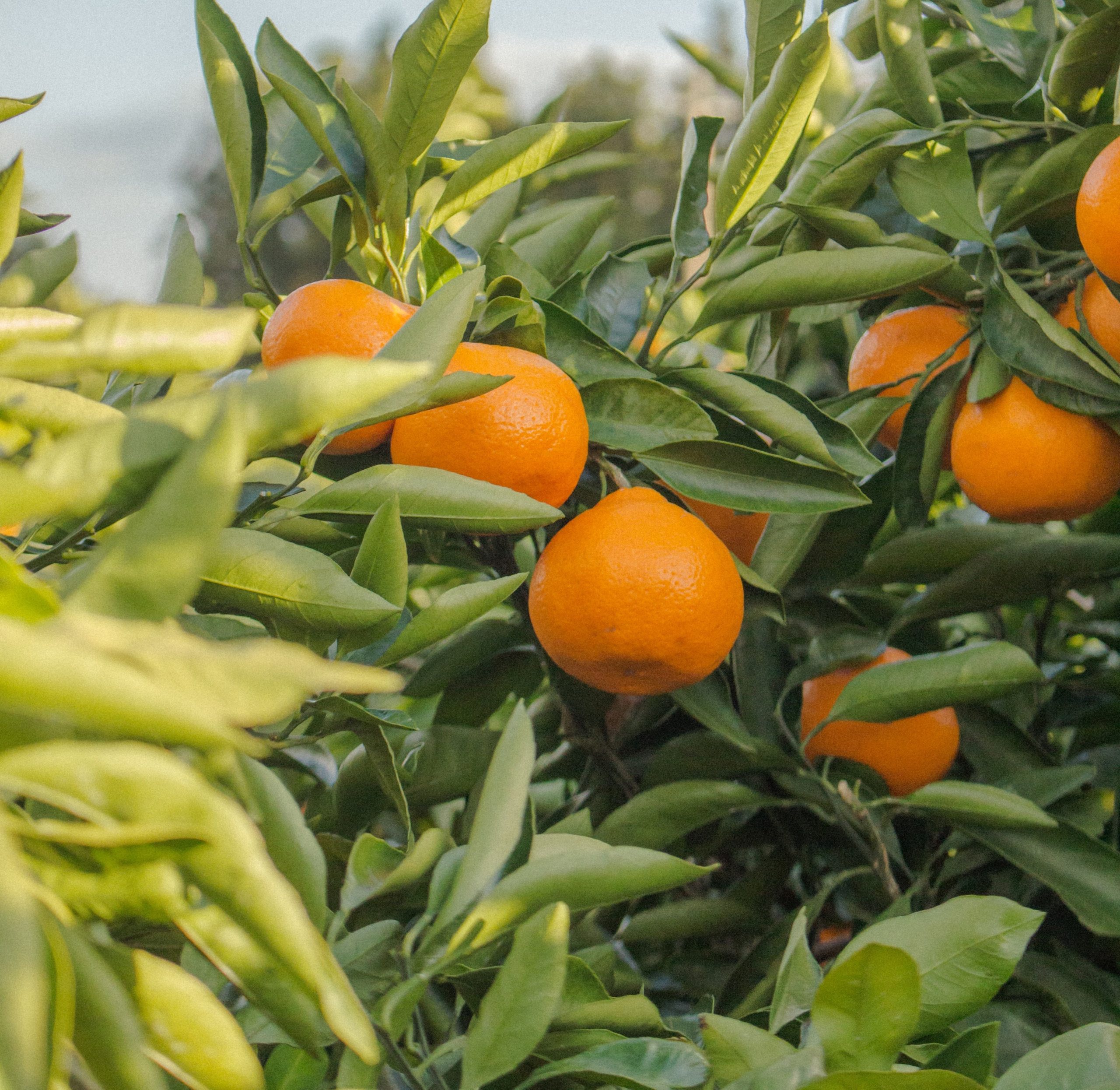 Naranjas