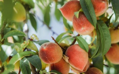 Cuidado de los árboles frutales en invierno